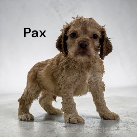 puppy, for, sale, Cocker Spaniel, Joe & Cherri  Overlease, dog, breeder, Miller, MO, dog-breeder, puppy-for-sale, forsale, nearby, find, puppyfind, locator, puppylocator, aca